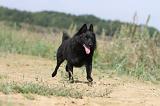 SCHIPPERKE 236